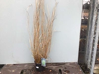 30 panicum virgatum hanse hermes - afbeelding 2 van  3