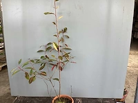 30 photinia 80-100