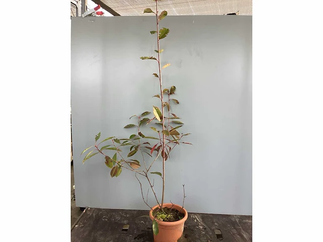 30 photinia 80-100 - afbeelding 2 van  2