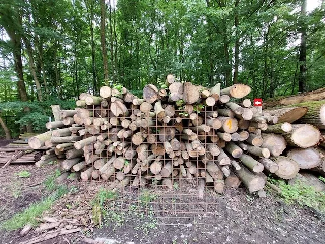 30 stère linde - afbeelding 1 van  1
