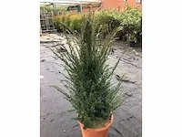 30 taxus 120-140