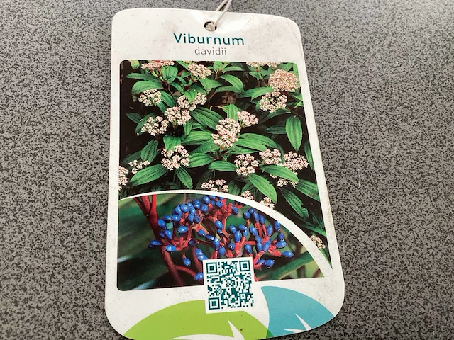 30 viburnum davidii - afbeelding 3 van  3