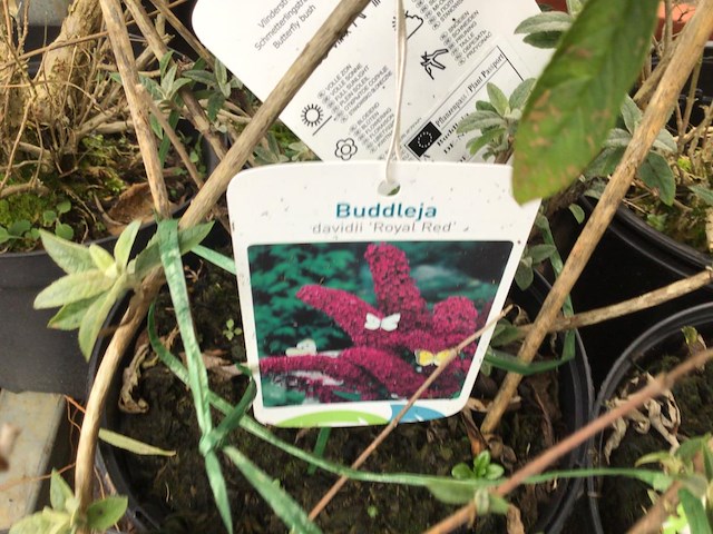 30 vlinderstruiken - afbeelding 1 van  4