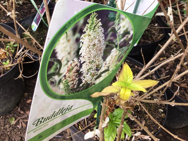 30 vlinderstruiken - afbeelding 3 van  4