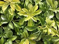 300 verschillende vaste planten