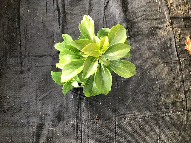300 verschillende vaste planten - afbeelding 2 van  4