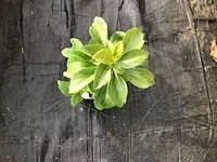 300 verschillende vaste planten - afbeelding 2 van  4