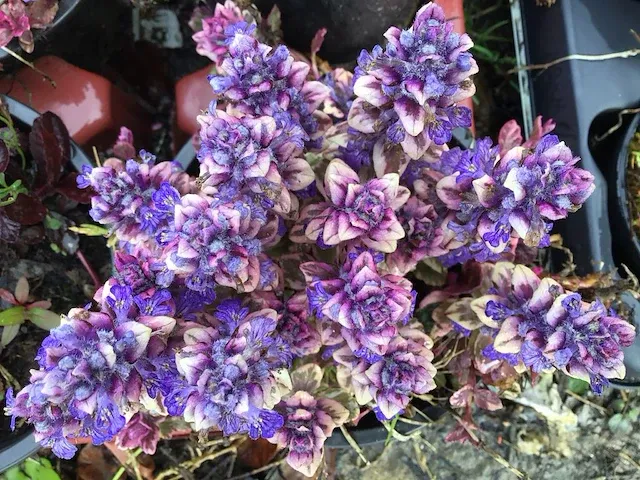 300 verschillende vaste planten - afbeelding 4 van  4
