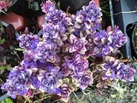 300 verschillende vaste planten - afbeelding 4 van  4