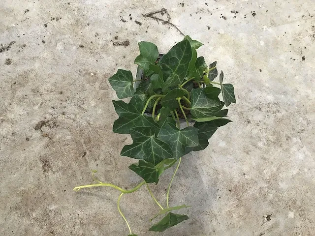 300 verschillende vaste planten - afbeelding 1 van  4