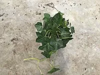 300 verschillende vaste planten