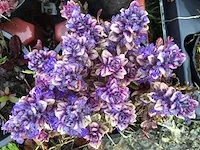 300 verschillende vaste planten - afbeelding 3 van  4