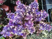 300 verschillende vaste planten - afbeelding 3 van  4
