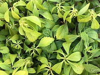 300pachysandra - afbeelding 1 van  2