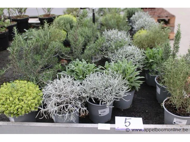 34 diverse kruidenplanten - afbeelding 1 van  1