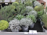 34 diverse kruidenplanten