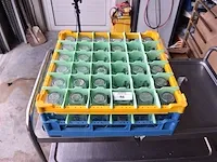 36 bierglazen 25cl maes in transportbak - afbeelding 3 van  3
