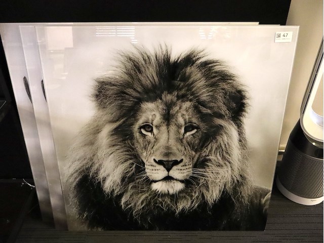 3x glasprint leeuw & koe - afbeelding 1 van  5