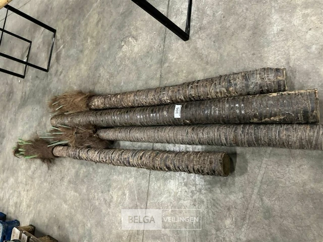 4 beklede houten palen - afbeelding 1 van  6