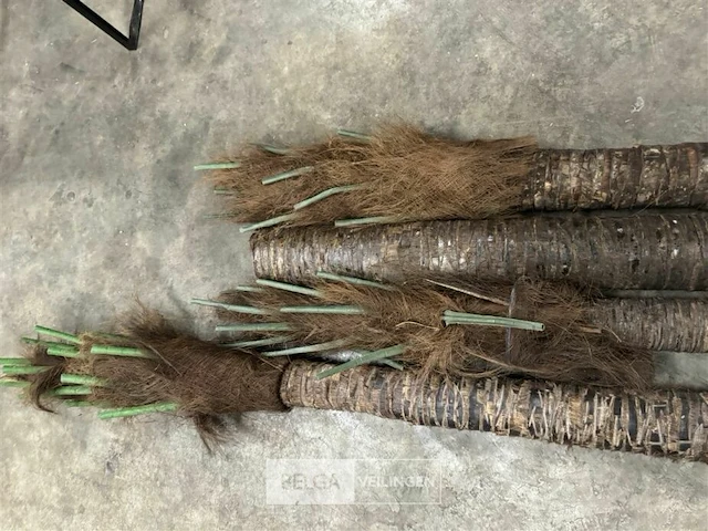 4 beklede houten palen - afbeelding 3 van  6