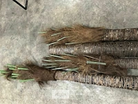 4 beklede houten palen - afbeelding 3 van  6