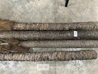 4 beklede houten palen - afbeelding 6 van  6