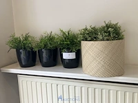 4 bloempotjes met nepplant