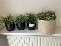4 bloempotjes met nepplant - afbeelding 2 van  2