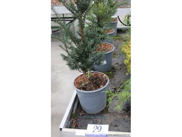 4 buitenplanten taxus baccata - afbeelding 1 van  2