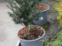 4 buitenplanten taxus baccata - afbeelding 1 van  2
