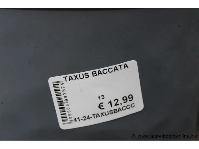 4 buitenplanten taxus baccata - afbeelding 2 van  2