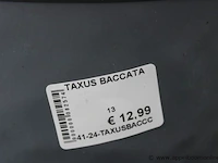 4 buitenplanten taxus baccata - afbeelding 2 van  2