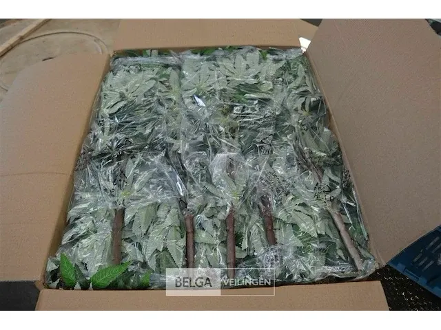 4 dozen kunstofplanten 60cm hoog - 10 stuks per doos - afbeelding 1 van  4