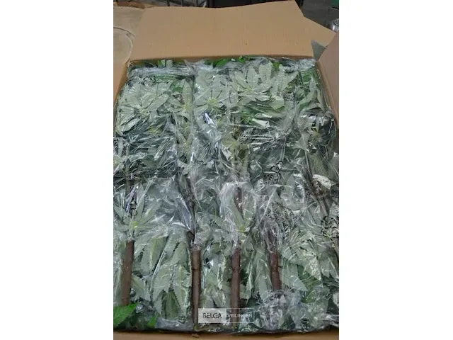 4 dozen kunstofplanten 60cm hoog - 10 stuks per doos - afbeelding 2 van  4
