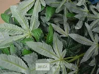 4 dozen kunstofplanten 60cm hoog - 10 stuks per doos - afbeelding 3 van  4