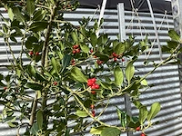 4 ilex jc van toll