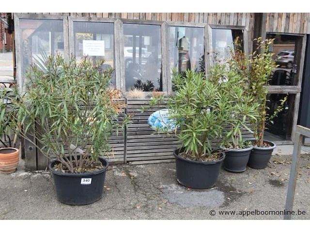 4 planten in pot - afbeelding 1 van  1