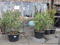 4 planten in pot - afbeelding 1 van  1