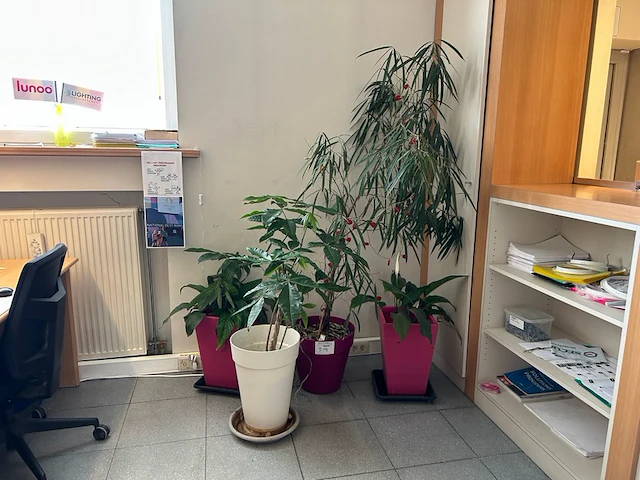 4 planten - afbeelding 1 van  4