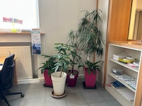 4 planten - afbeelding 1 van  4