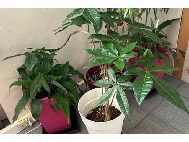 4 planten - afbeelding 2 van  4