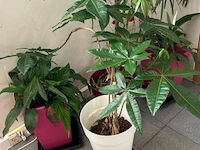 4 planten - afbeelding 2 van  4
