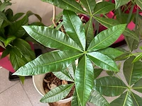 4 planten - afbeelding 3 van  4