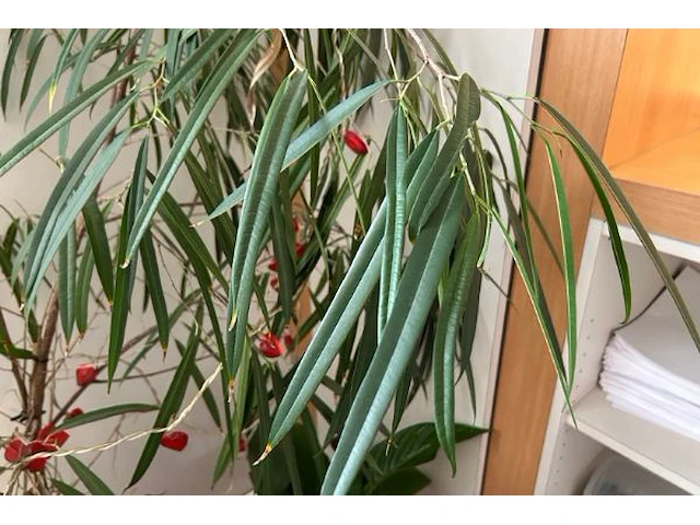 4 planten - afbeelding 4 van  4