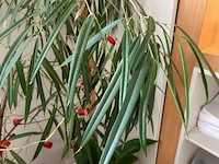 4 planten - afbeelding 4 van  4
