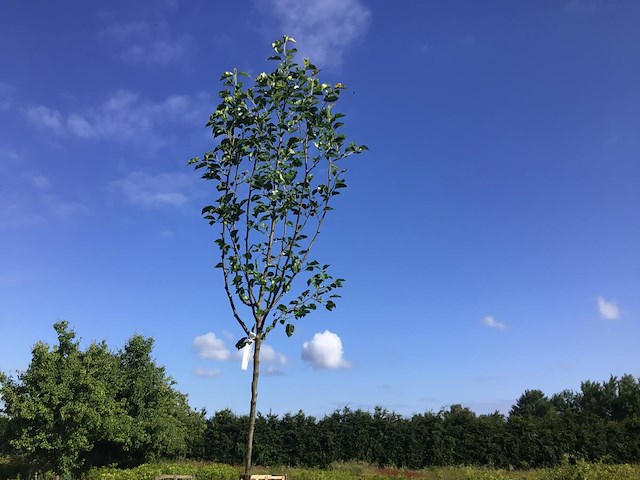 4 pyrus chanticleer - afbeelding 1 van  2