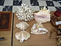 4 sierschelpen, stuk koraal - afbeelding 3 van  5