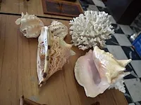 4 sierschelpen, stuk koraal - afbeelding 5 van  5