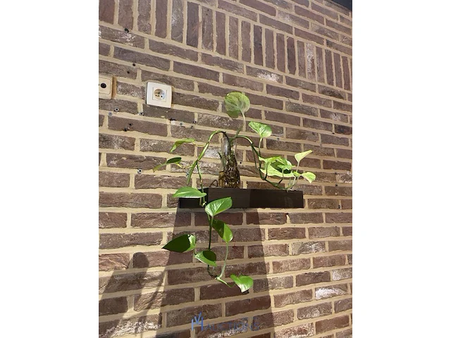 4 wandplanken - afbeelding 3 van  5