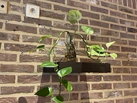 4 wandplanken - afbeelding 3 van  5